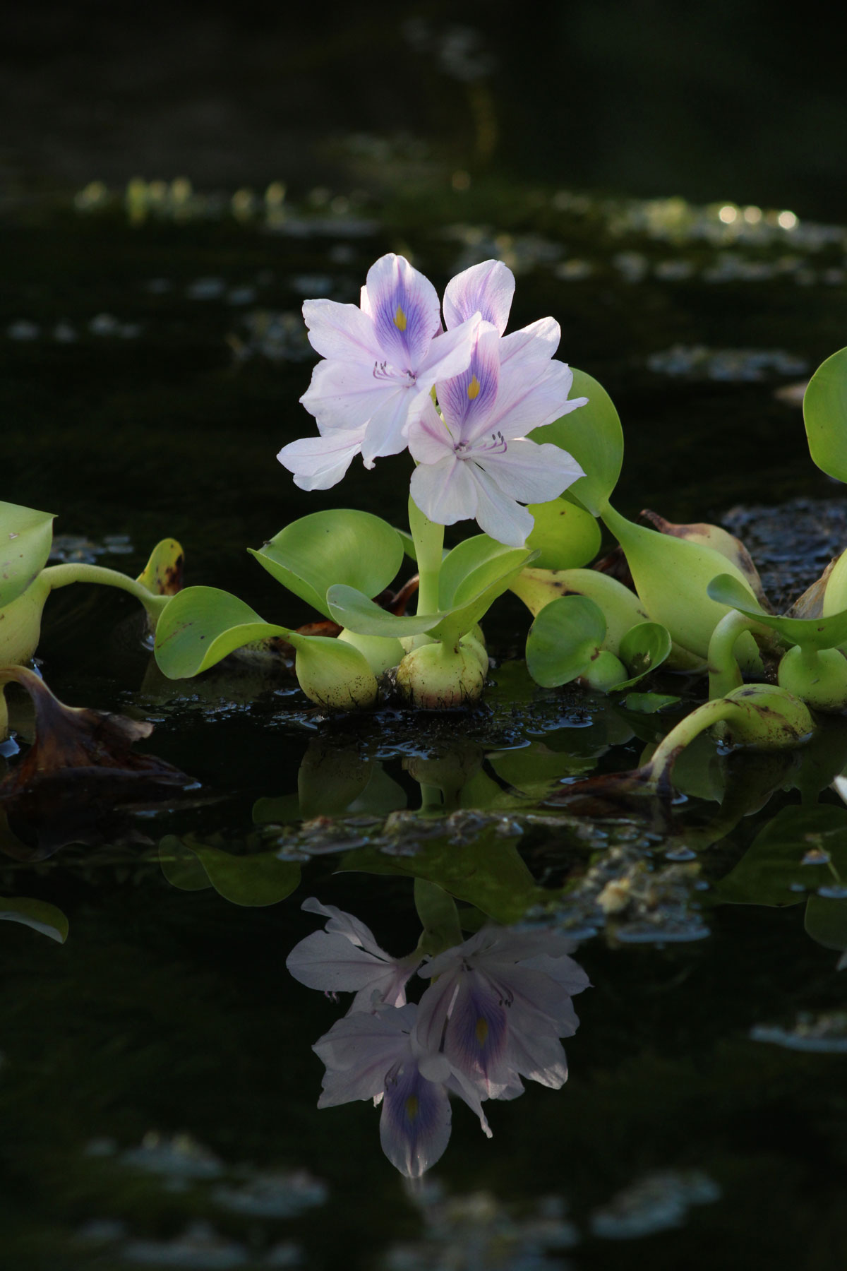 Reflection by Ariel Adams
